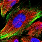 Immunofluorescent staining of human cell line U-251 MG shows localization to actin filaments.