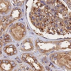 Immunohistochemical staining of human kidney using Anti-DCTN2 antibody HPA039715.
