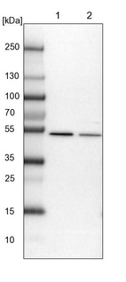 Lane 1: NIH-3T3 cell lysate (Mouse embryonic fibroblast cells)_br/_Lane 2: NBT-II cell lysate (Rat Wistar bladder tumour cells)