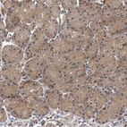 Immunohistochemical staining of human stomach shows moderate cytoplasmic positivity in glandular cells.