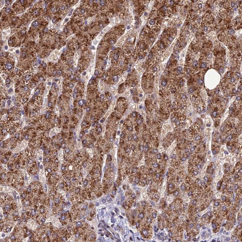 Anti-FAM186B Antibody