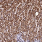Anti-FAM186B Antibody