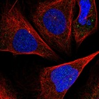 Immunofluorescent staining of human cell line U-2 OS shows localization to centrosome.