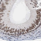 Immunohistochemical staining of human epididymis using Anti-CSTF3 antibody HPA039743.