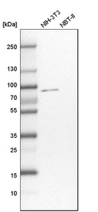 Western blot analysis in mouse cell line NIH-3T3 and rat cell line NBT-II.
