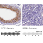 Anti-NXPE2 Antibody
