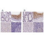 Immunohistochemical staining of human colon, epididymis, liver and lymph node using Anti-NXPE2 antibody HPA039744 (A) shows similar protein distribution across tissues to independent antibody HPA039876 (B).