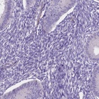 Immunohistochemical staining of human endometrium shows low expression as expected.