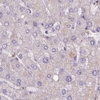 Immunohistochemical staining of human liver using Anti-NXPE2 antibody HPA039744.
