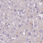 Immunohistochemical staining of human liver using Anti-NXPE2 antibody HPA039744.