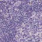 Immunohistochemical staining of human lymph node using Anti-NXPE2 antibody HPA039744.