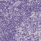 Immunohistochemical staining of human lymph node using Anti-NXPE2 antibody HPA039744.