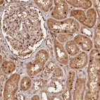 Anti-TRAPPC4 Antibody