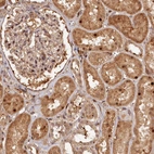 Anti-TRAPPC4 Antibody