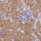 Anti-OSGEP Antibody