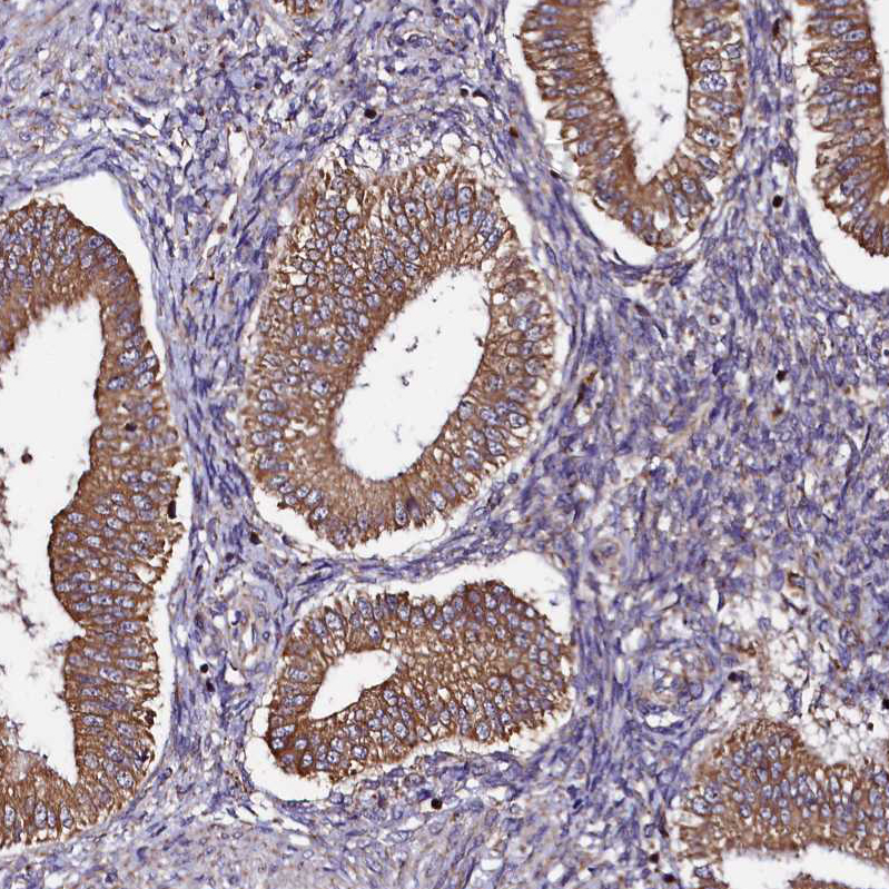 Anti-UFM1 Antibody