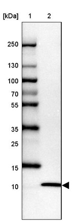 Lane 1: Marker [kDa] 250, 130, 100, 70, 55, 35, 25, 15, 10_br/_Lane 2: Human cell line U-87 MG