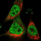 Immunofluorescent staining of human cell line U-251 MG shows localization to nuclear speckles & cytosol.