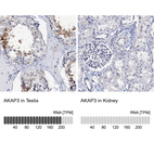 Anti-AKAP3 Antibody