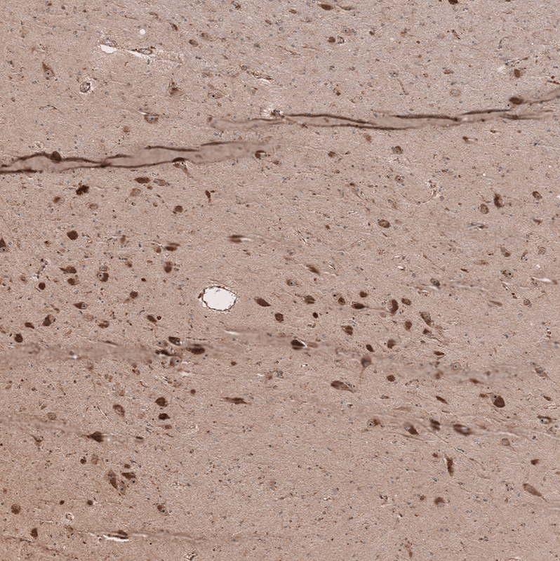 Anti-SELENOT Antibody