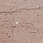 Anti-SELENOT Antibody