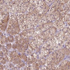 Anti-MRPL57 Antibody