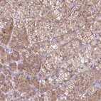 Immunohistochemical staining of human adrenal gland shows high expression.