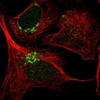 Immunofluorescent staining of human cell line U-2 OS shows localization to nucleoplasm & the Golgi apparatus.
