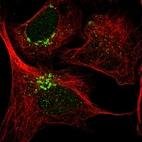 Immunofluorescent staining of human cell line U-2 OS shows localization to nucleoplasm & the Golgi apparatus.