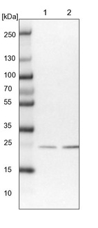 Lane 1: NIH-3T3 cell lysate (Mouse embryonic fibroblast cells)_br/_Lane 2: NBT-II cell lysate (Rat Wistar bladder tumour cells)