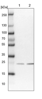 Lane 1: NIH-3T3 cell lysate (Mouse embryonic fibroblast cells)_br/_Lane 2: NBT-II cell lysate (Rat Wistar bladder tumour cells)