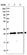 Anti-MTIF3 Antibody