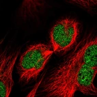 Immunofluorescent staining of human cell line U-2 OS shows localization to nucleoplasm.