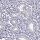 Immunohistochemical staining of human endometrium shows low expression as expected.
