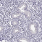 Immunohistochemical staining of human endometrium shows low expression as expected.
