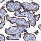 Immunohistochemical staining of human placenta shows strong membranous and cytoplasmic positivity in trophoblastic cells.