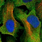 Immunofluorescent staining of human cell line U-2 OS shows localization to plasma membrane & cytosol.