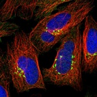 Immunofluorescent staining of human cell line U-2 OS shows localization to the Golgi apparatus.
