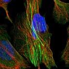 Immunofluorescent staining of human cell line U-2 OS shows localization to cytosol & actin filaments.