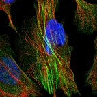 Immunofluorescent staining of human cell line U-2 OS shows localization to cytosol & actin filaments.
