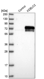 Western blot analysis in control (vector only transfected HEK293T lysate) and KDELC2 over-expression lysate (Co-expressed with a C-terminal myc-DDK tag (~3.1 kDa) in mammalian HEK293T cells, LY406972).