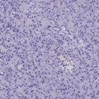 Immunohistochemical staining of human pancreas shows low expression as expected.