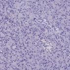 Immunohistochemical staining of human pancreas shows low expression as expected.
