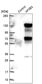 Western blot analysis in control (vector only transfected HEK293T lysate) and AP3B2 over-expression lysate (Co-expressed with a C-terminal myc-DDK tag (~3.1 kDa) in mammalian HEK293T cells, LY401473).