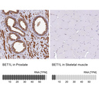 Anti-BET1L Antibody
