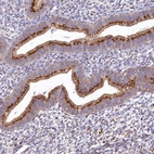 Immunohistochemical staining of human Endometrium shows strong granular cytoplasmic positivity in glandular cells.
