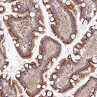 Immunohistochemical staining of human Small intestine shows strong granular cytoplasmic positivity in glandular cells.