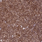 Immunohistochemical staining of human pancreas shows strong nuclear positivity in exocrine glandular cells.