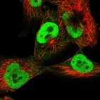 Immunofluorescent staining of human cell line U-251 MG shows localization to nucleoplasm.