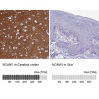 Anti-NCAM1 Antibody